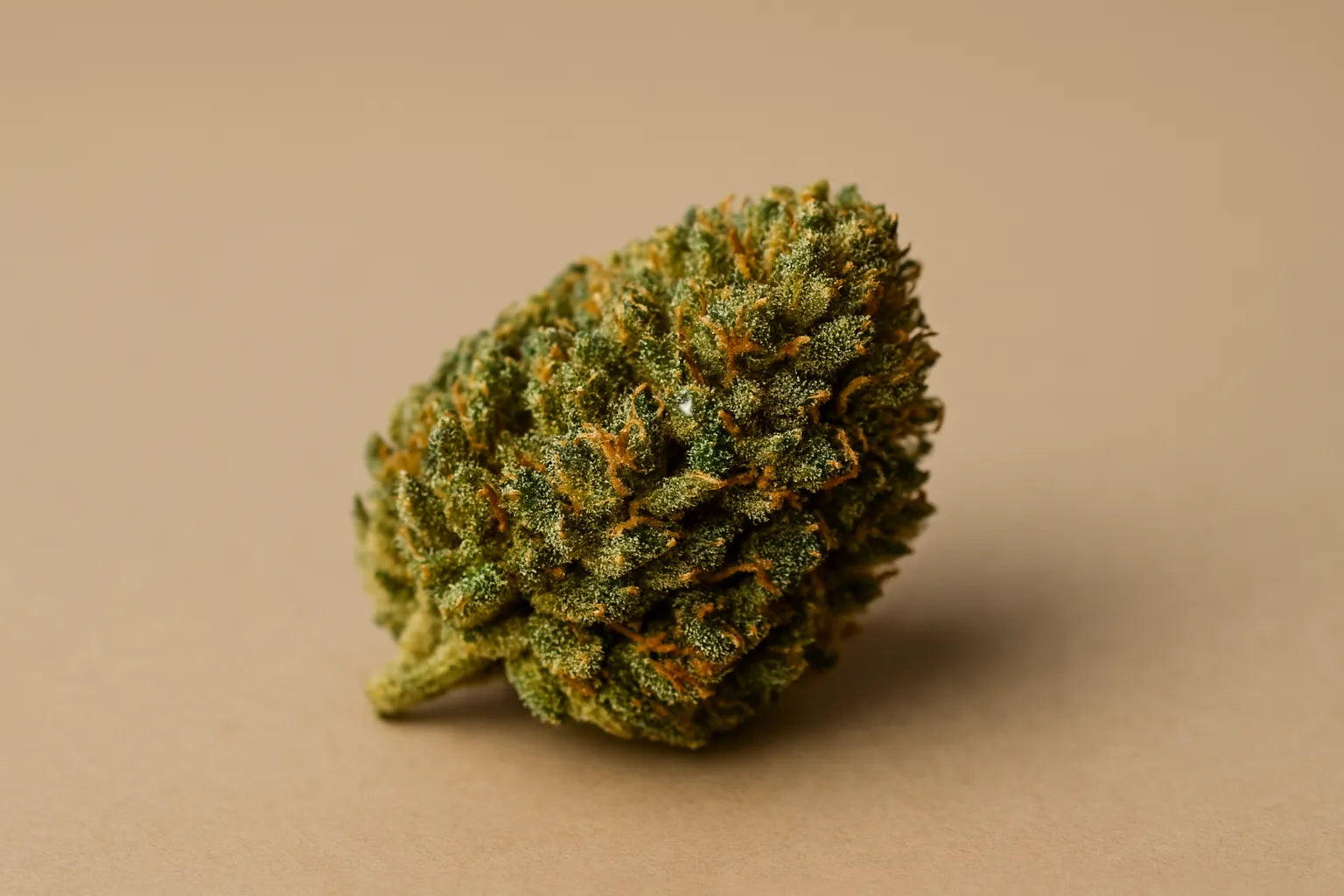 Tête de cannabis dense et brillante posée sur fond neutre, illustrant la puissance et la qualité des effets du THC+.