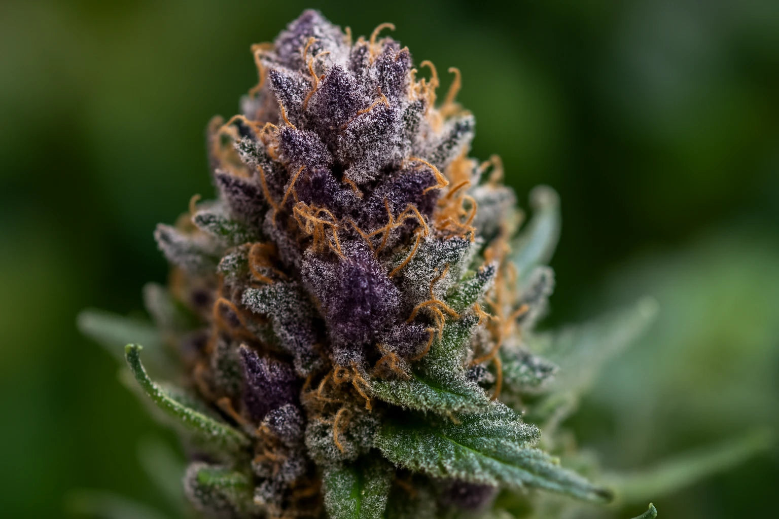 Macro dâun bourgeon de cannabis violet recouvert de trichomes, illustrant les effets intenses du THCP