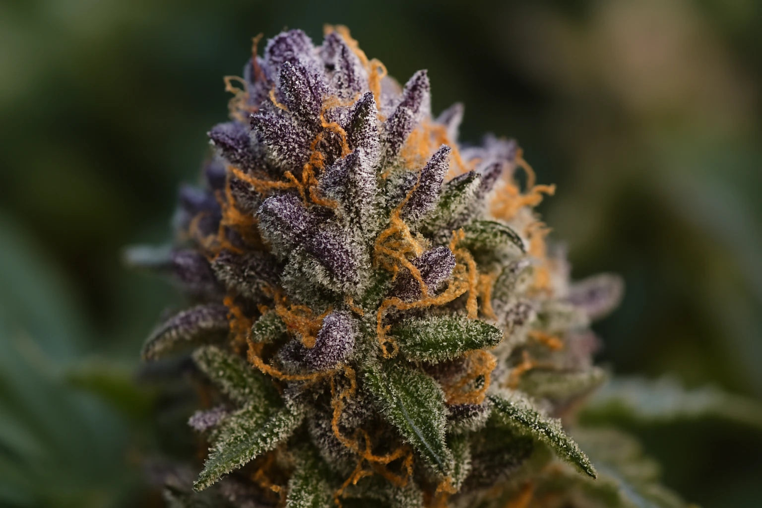 Bourgeon de cannabis violet et vert couvert de trichomes et pistils orange, représentant la qualité premium de la collection THC+